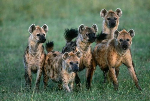 斑鬣狗为什么热衷于掏肛 被掏肛的动物,又为何待在原地不跑