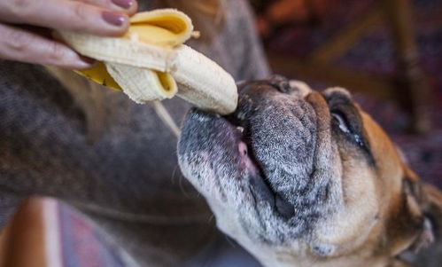 狗可以吃香蕉吗 香蕉对狗而言,有哪些潜在的健康问题呢