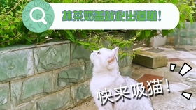 银渐层和橘猫的玳瑁宝宝 她叫fafa