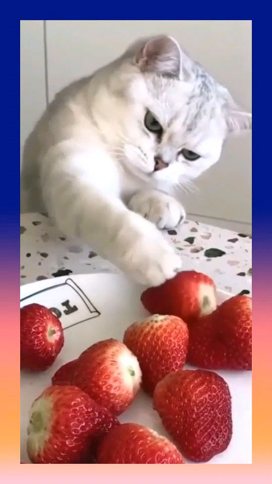 猫 不就吃个草莓嘛,咋这么费劲 