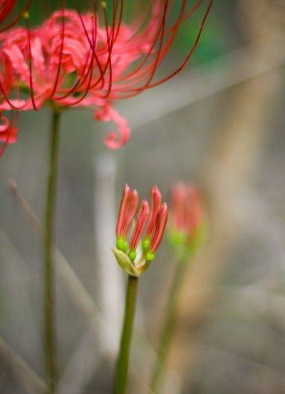 11月桃花开得绚烂,真爱已经等不及的四大星座,和意中人喜结良缘