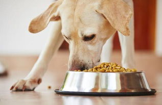 养狗容易犯的7大喂食错误,只喂肉肯定是错的,把狗狗变成玻璃胃