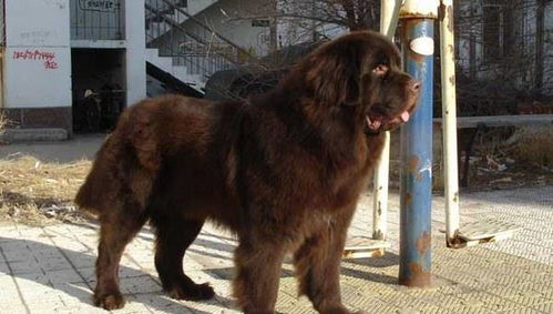 地球上10大最温顺的狗狗,金毛第一,拉布拉多第二,你养了吗 