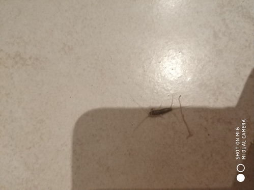 家里养猫后出现2毫米左右的虫子,头上2根须尾部3根须,有人知道这是啥虫子吗,有啥问题吗 