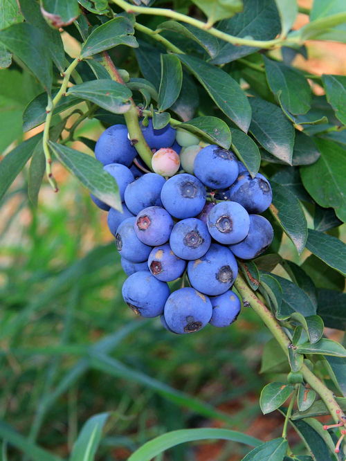 兔眼蓝莓品种介绍图片