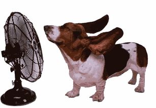 气温38度5我的狗狗要被热死了 