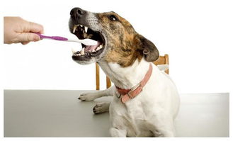 狗狗牙齿松动不容小视,只有幼犬是正常掉牙,其它都要去医院治疗