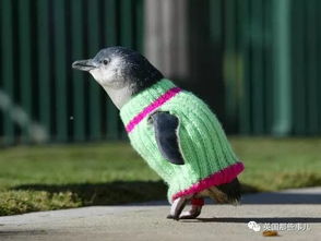 暖心 菲利普岛再次呼吁给小企鹅织毛衣啦 这次请看准编织示意图噢