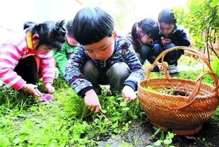 挖野菜是什么意思，挖野菜是什么意思网络用语