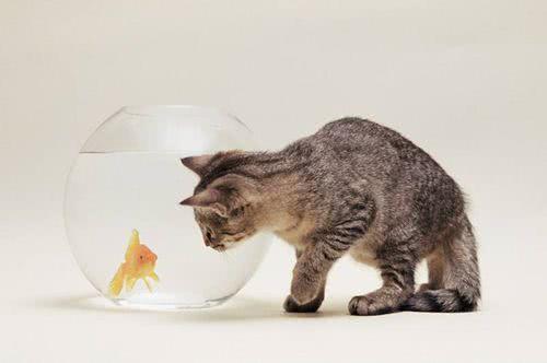 猫咪跑到鱼缸喝水被主人发现,误会猫咪想吃鱼 表情却萌翻铲屎官