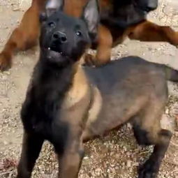 混血马犬幼犬活体家养狗狗狩猎犬红马黑马护卫犬幼犬比利时警犬,一品好特惠 