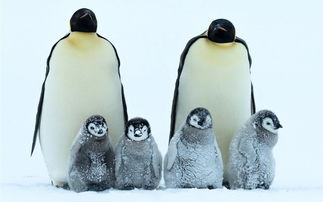 小企鹅对抗南极暴风雪 