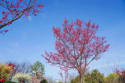 周末去哪儿 尚田小镇赏花去