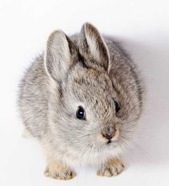 盘点不同寻常的兔子 珍稀琉球兔遭野猫捕食 