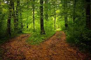 路径,森林,自然,季节,绿色,伍兹,景观,春,叶子,树,户外,走,路,行人路,和平 