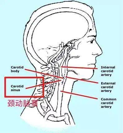 手刀把人砍晕的剧情,现实生活中能做到吗