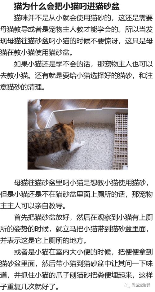 猫咪为什么会把小猫叼进猫砂盆里