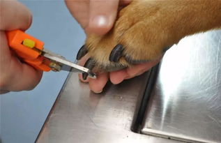 为什么你家狗子这么怕剪指甲 怎样才能让狗子像最后一只狗狗这样乖乖剪指甲呢 