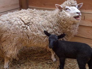 白羊诞下纯黑小羊 几率非常罕见