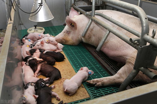孕妇孕妇梦见母猪生了好多小猪是什么意思(我梦见母猪生了很多小猪)