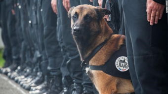 法国警犬在警方反恐行动中殉职 网友深情悼念 组图 法国警犬狄塞尔18日在警方突袭巴黎郊区圣丹尼公寓时,因恐袭嫌犯自