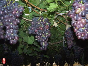 树葡萄什么时候成熟,德州玫瑰香葡萄成熟时间？