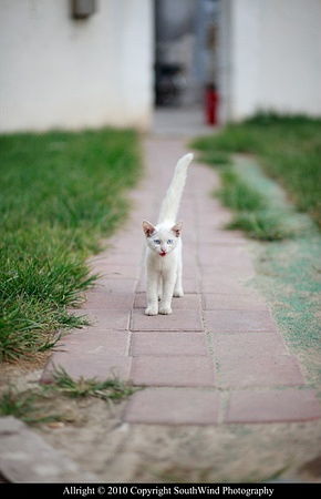 院子里的猫 小白 