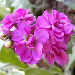 紫罗兰的样子,颜色,气味,其他,香水紫罗兰是什么花？