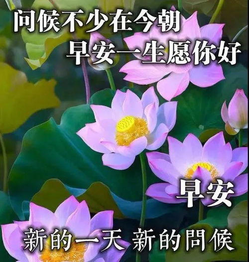 8张最美秋日早安图片带字带祝福语 好看的秋天风景早上好问候祝福图片精选