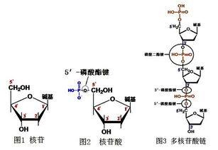 什么元素与磷酸五碳糖碱基的形成有关？是先有基因再有DNA？