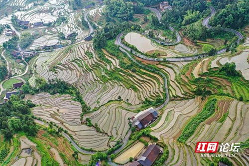 紫鹊界梯田旅游业