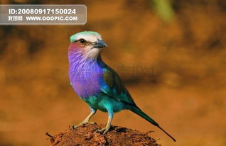 大自然 鸟 种类 品种 飞行动物 ...图片设计素材 高清JPG模板下载 2.59MB vipvip分享 人物形象大全 