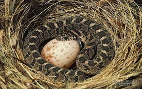 蟒蛇吞食巨蛋过程 吐出完整蛋壳 11 