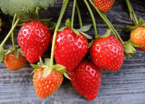 龙德盛草莓苗 草莓育苗成败的关键,了解这些,育苗问题轻松破解