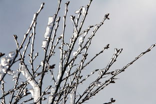 期盼那缕纯净的雪花，盼雪作文600字六年级