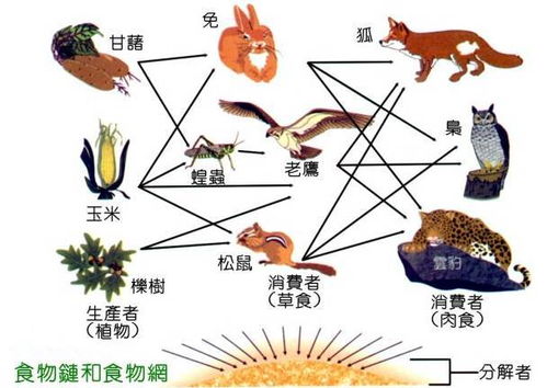 在科学术语中，”生产者”，"；分解者"；，消费者"；是什么意思?