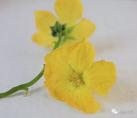 一日一蔬 8月21日,黄花盈袖