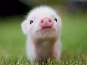 哪年出生的生肖猪最好命 