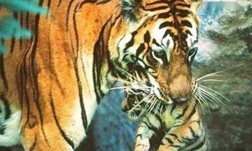 猫科动物用手捏后颈就不动了,用手捏老虎,老虎也就束手就擒了