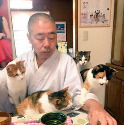 日本寺庙住持做猫奴,家有四只猫,每次吃饭都会被猫淹没