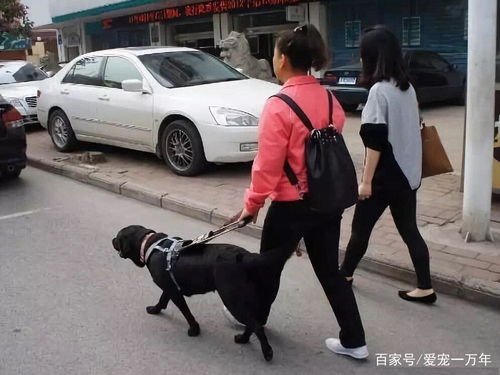中国唯一的双语导盲犬退役,能听懂中英文口令,还会到超市买东西