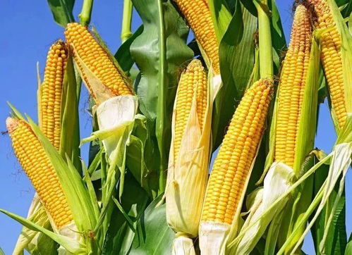 玉米种植技术与管理,玉米的种植与管理技术？