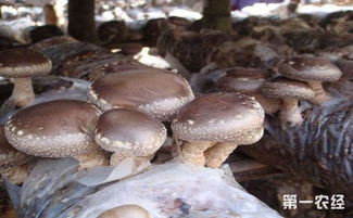 河南灵宝市 千亩食用菌菇收益好 七个月卖出6.6亿元