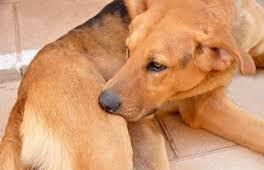 如何判断自家狗狗有没有过敏 狗狗也会过敏,然而大多被主人忽视