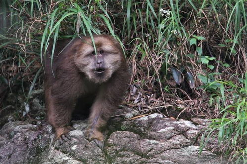 猕猴 藏酋猴现身惠东 广东唯一现存记录两种野生灵长类之地