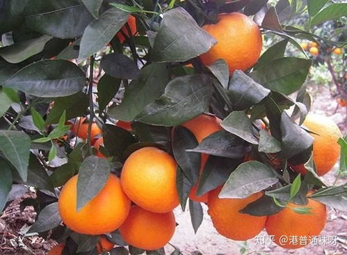 广西武鸣沃柑橘 