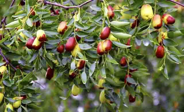 枣子树常见病虫害的防治方法,枣树五月打什么农药好