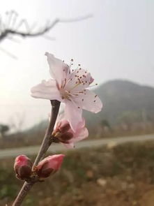 周末来阳山KISS桃花马