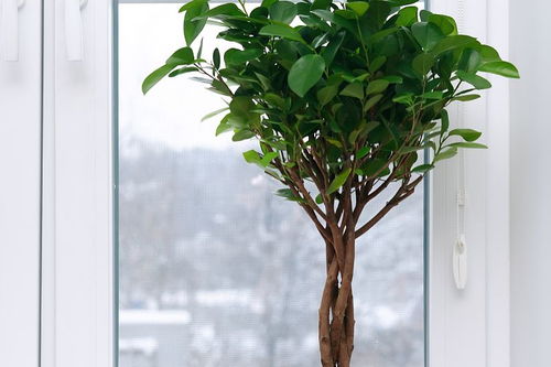 发财树在冬季室内空气干燥的情况下多长时间浇一次水？