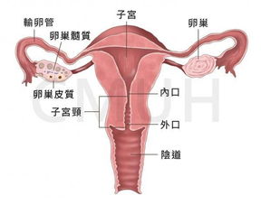 月经干净4天后做利普刀几天流水，八天后开始流血，现在已经流血7天了还没有减少，比月经量多，这样?